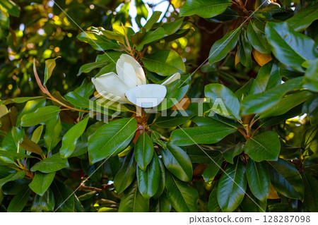 Beautiful white magnolia flower on a tree in the garden. 128287098