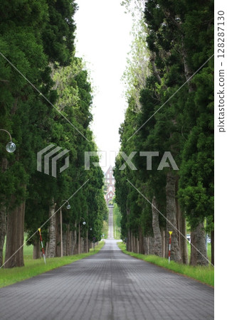 Tree-lined straight road scenery_Trappist Tree-lined straight road scenery_Trappist 128287130