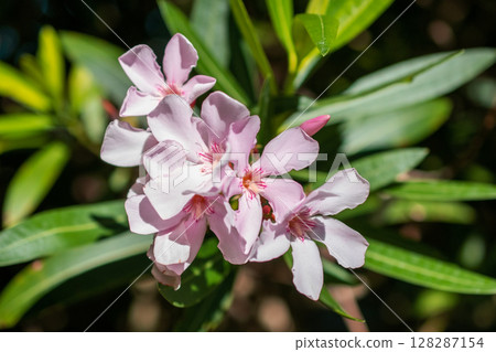 Pink oleander flowers blooming in the garden, stock photo 128287154