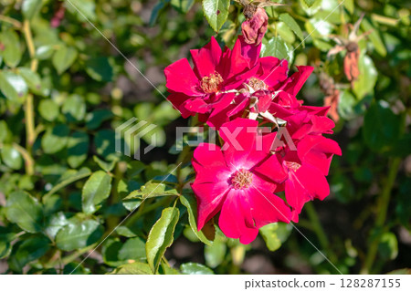 Beautiful red rose flowers in the garden on a sunny summer day 128287155