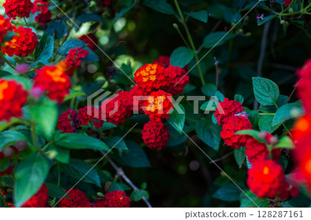 Lantana camara Lantana flowers in the garden. Lantana camara Lantana flowers in the garden. 128287161