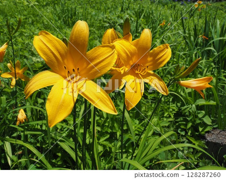 Day lily (Aga Town, Niigata Prefecture, July 2021) 128287260