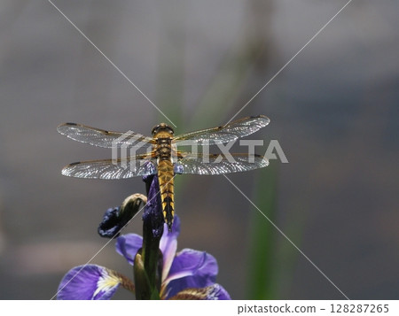 Red dragonfly (Aga Town, Niigata Prefecture, July 2021) 128287265