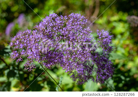 Purple flowers on a green background in the forest, close-up 128287266