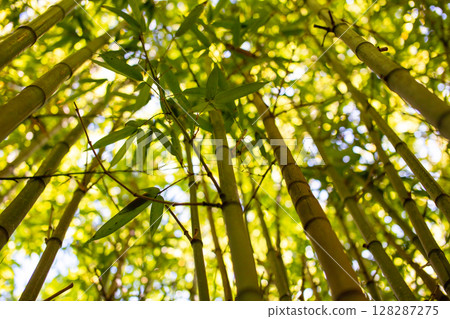 Bamboo forest with bright green leaves on a sunny summer day. Bamboo forest with bright green leaves on a sunny summer day. 128287275