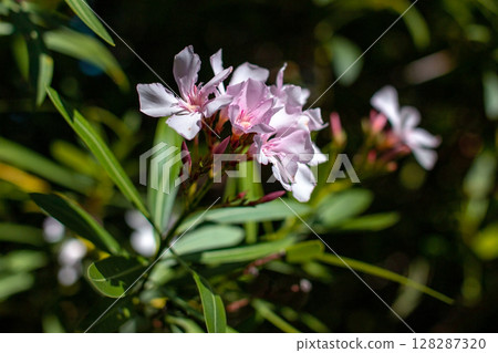 Pink oleander flowers blooming in the garden in summer. Pink oleander flowers blooming in the garden in summer. 128287320