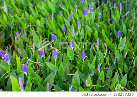 Purple hyacinths blooming in the field in spring Purple hyacinths blooming in the field in spring 128287326