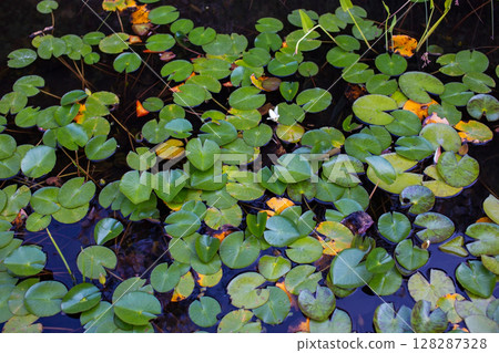 Water lilies in a pond in the fall, close-up Water lilies in a pond in the fall, close-up 128287328