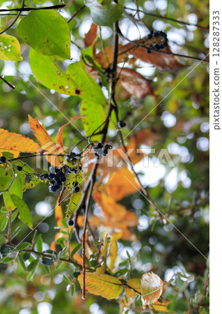 Late autumn forest scenery. Rain-soaked fruits and yellow leaves of the Japanese laurel tree. Late autumn forest scenery. Rain-soaked fruits and yellow leaves of the Japanese laurel tree. 128287333