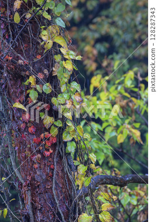 Late autumn forest scenery, red ivy leaves wet with rain Late autumn forest scenery, red ivy leaves wet with rain 128287343