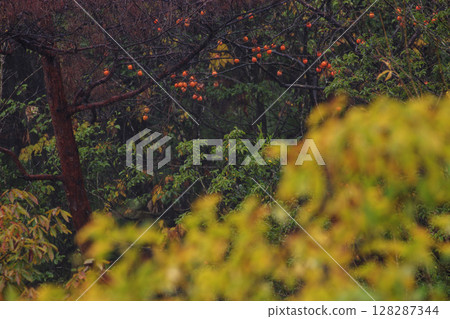 Late autumn forest scenery with ripe persimmons Late autumn forest scenery with ripe persimmons 128287344
