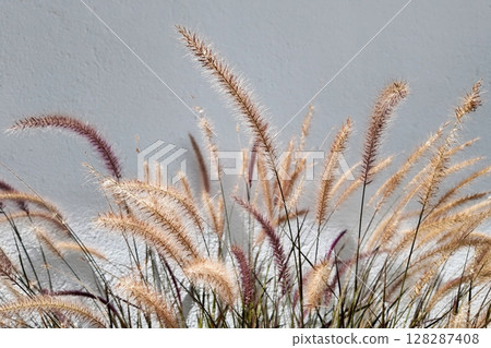 Pennisetum pedicellatum flower on white wall background 128287408