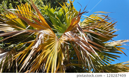 Palm tree against the blue sky, close-up, background Palm tree against the blue sky, close-up, background 128287409