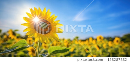 Sunflower in full bloom under bright sky with sun shining over a vibrant field of sunflowers in summer Sunflower in full bloom under bright sky with sun shining over a vibrant field of sunflowers in summer 128287882