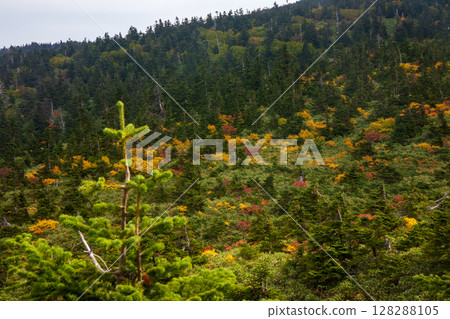 Hakkodayama在秋天 Hakkodayama在秋天 128288105