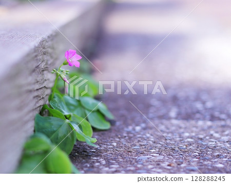 A small flower blooming on the side of the road 128288245
