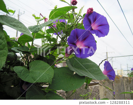 深紫色牽牛花 深紫色牽牛花 128288311