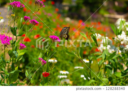 A butterfly sits on a wild flower. Butterflies sit on flowers, drink nectar. 128288340
