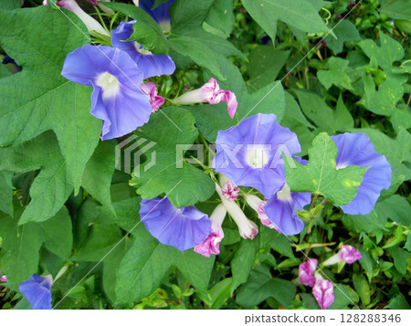 A pale bluish purple morning glory flower in bloom and a wilted reddish purple morning glory flower 128288346