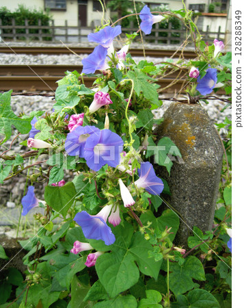 A pale bluish purple morning glory flower in bloom and a wilted reddish purple morning glory flower A pale bluish purple morning glory flower in bloom and a wilted reddish purple morning glory flower 128288349