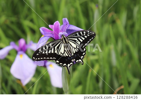 Takaseura River Waterfront Green Park: Japanese Iris and Swallowtail Butterflies 128288416