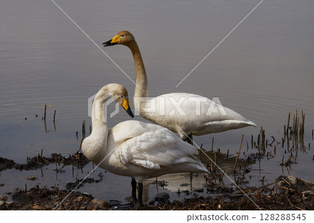 Swan visiting in spring in Hokkaido 128288545
