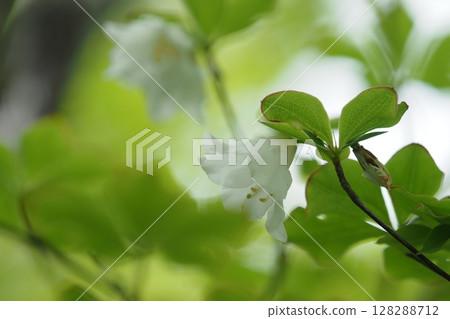 The pretty white flowers of the white rhododendron 128288712
