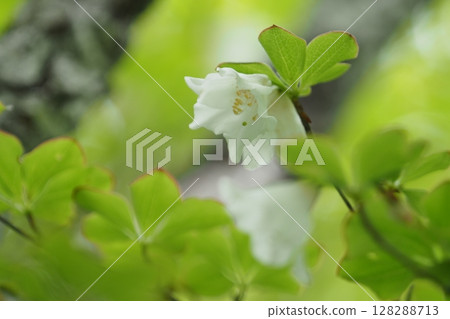 大台原盛開的白色杜鵑花非常美麗 大台原盛開的白色杜鵑花非常美麗 128288713