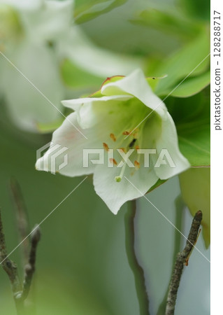 大台原盛開的白色杜鵑花非常美麗 128288717