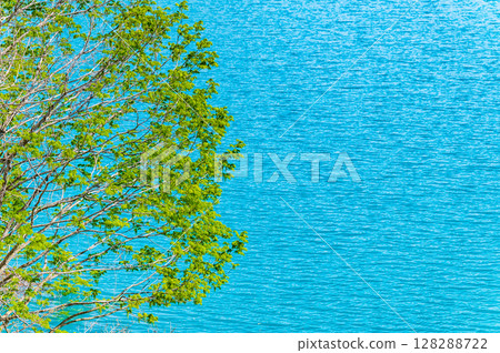 Submerged forest at Lake Akisen in Akita 128288722