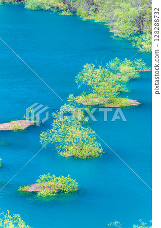 Submerged forest at Lake Akisen in Akita 128288732