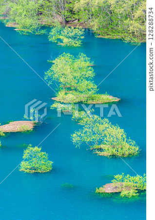 Submerged forest at Lake Akisen in Akita Submerged forest at Lake Akisen in Akita 128288734