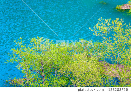Submerged forest at Lake Akisen in Akita 128288736
