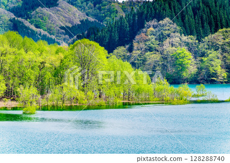 Submerged forest at Lake Akisen in Akita 128288740