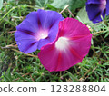 盛開的深藍紫色牽牛花和深紅紫色牽牛花 128288804