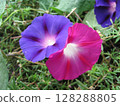 盛開的深藍紫色牽牛花和深紅紫色牽牛花 128288805