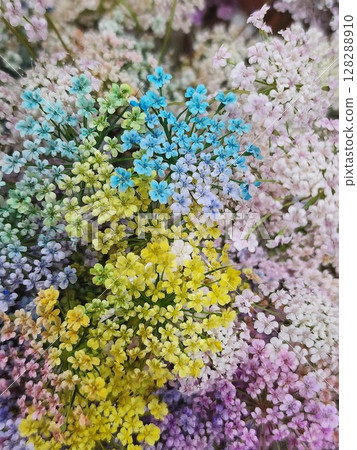 蕾絲花染色 蕾絲花染色 128288910