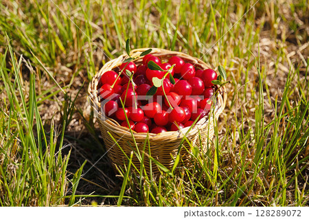 Ripe red cherry in a woven basket sitting in green grass. Freshly picked fruit harvest for healthy eating and baking. 128289072
