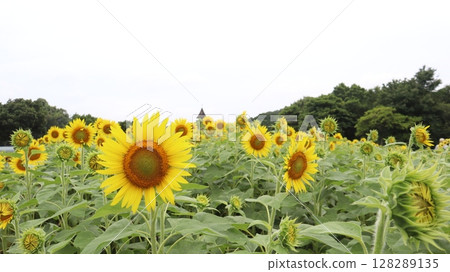 與夏天花的風景 128289135