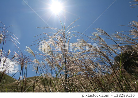 被太陽照亮的潘帕斯草 被太陽照亮的潘帕斯草 128289136