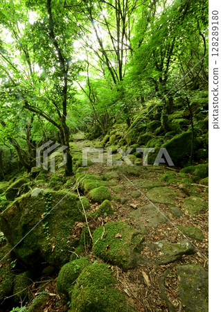 Tokai Nature Trail (Mt. Daido) - Moss Path [Misugicho, Tsu City, Mie Prefecture] 128289180