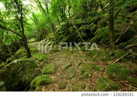 Tokai Nature Trail (Mt. Daido) - Moss Path [Misugicho, Tsu City, Mie Prefecture] 128289181