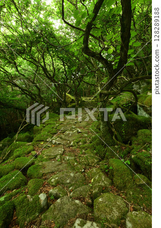 Tokai Nature Trail (Mt. Daido) - Moss Path [Misugicho, Tsu City, Mie Prefecture] 128289188