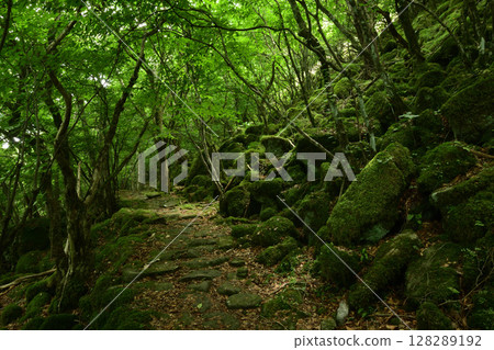 Tokai Nature Trail (Mt. Daido) - Moss Path [Misugicho, Tsu City, Mie Prefecture] 128289192