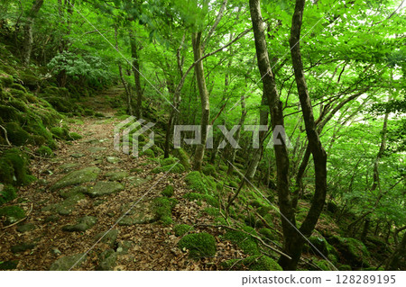 東海自然步道（大堂山）～苔蘚之道 [三重縣津市美杉町] 128289195