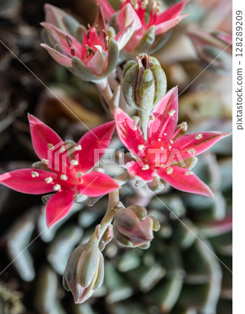 the blooming of Graptopetalum bellum (Chihuahua-flower) or Tacitus bellus. the blooming of Graptopetalum bellum (Chihuahua-flower) or Tacitus bellus. 128289209