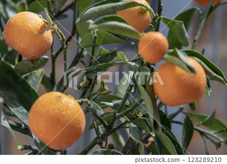 a Nagami kumquat tree (Citrus margarita) are characterized by their small. 128289210