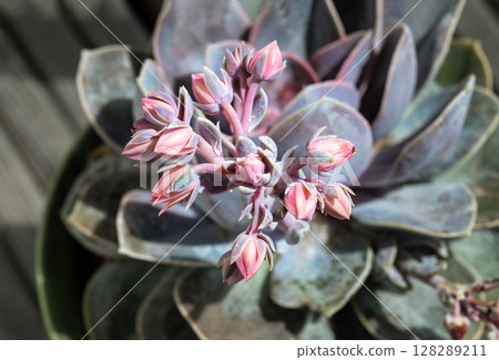 Top view of Echeveria Perle von Nurnberg (Flat rosettes) with buds and open coral pink flowers is blooming. 128289211