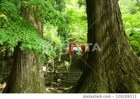 Shinpuku-in Temple, Mt. Ontake (Osugi and mountain gate) [Misugicho, Tsu City, Mie Prefecture] 128289311