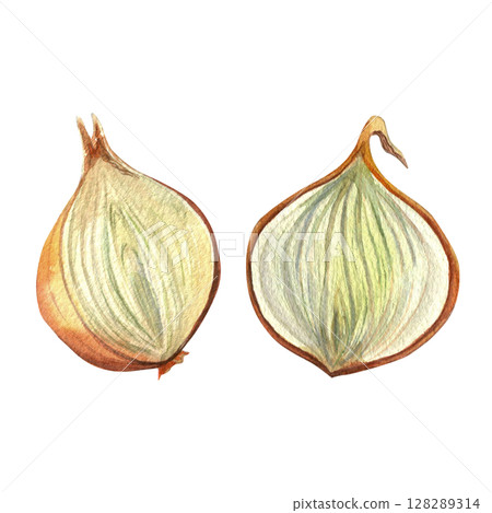 Onion slices, golden onion halves - hand drawn watercolor illustration, isolated on white background for fabric, textile, prints, design Onion slices, golden onion halves - hand drawn watercolor illustration, isolated on white background for fabric, textile, prints, design 128289314